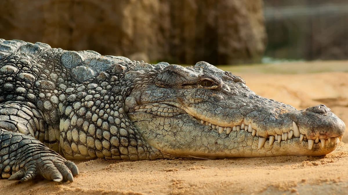 Close-up of a crocodile resting on sand